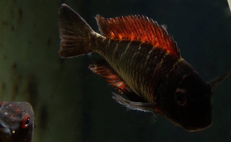 Tropheus sp. 'red' Livua